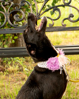 Darlington - Daisy-8704