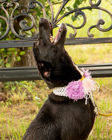 Darlington - Daisy-8704