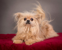 GCSPCA - Foster Helen