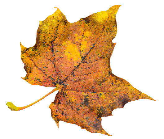 Leaf_49