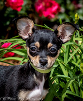 Foster Dandelion-8895