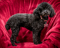 Foster Mindy-7391