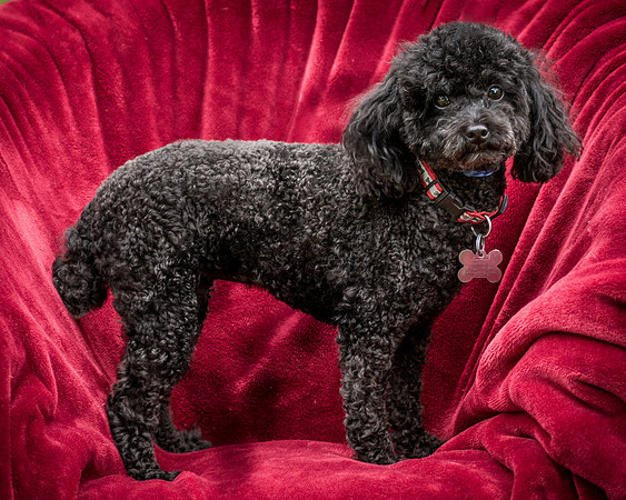 Foster Mindy-7391