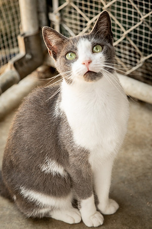 Darlington  Cats-9480