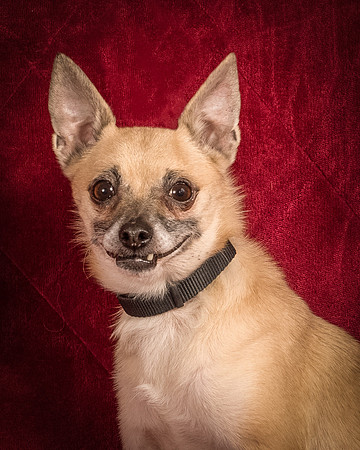 Foster Kiwi-8410