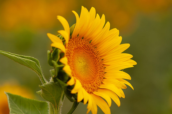 sunflowers-8350