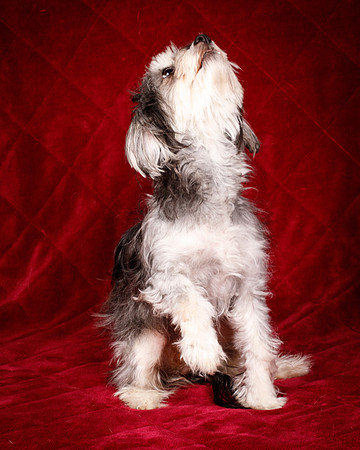 Foster Alex-6311