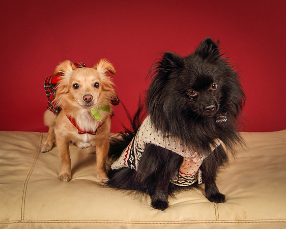 Milo and Miya-5193