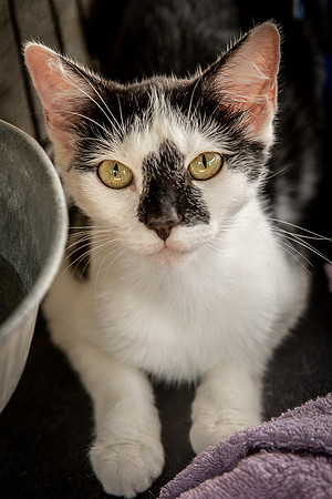 Darlington  Cats-9492