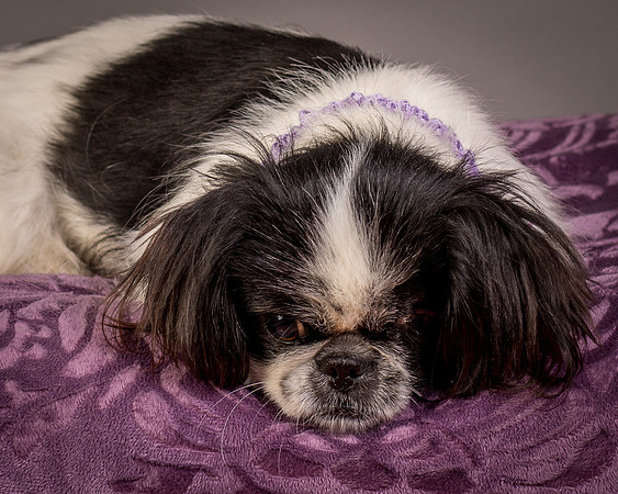 Foster Gypsy Rose-8016