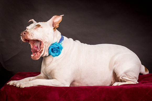 Foster Joanie-0491