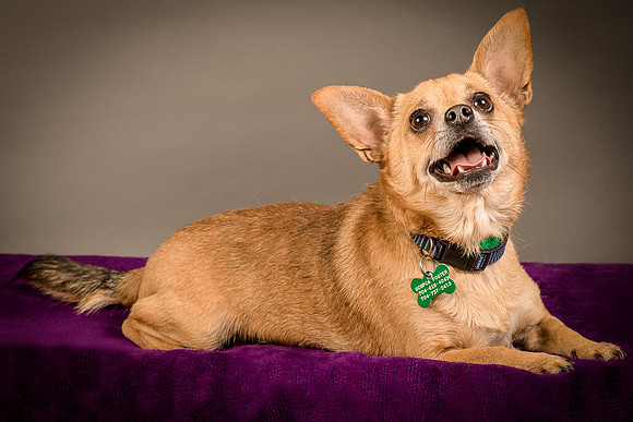 Foster Dobby-8187