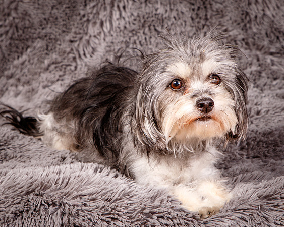 Foster Alex-6223