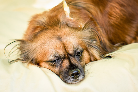 Foster Petunia-9229