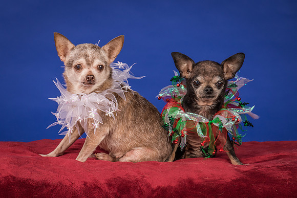 Caylor-Gretta and Priscilla-7892