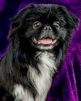 Foster Prince-0791