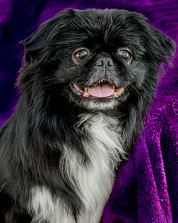 Foster Prince-0791