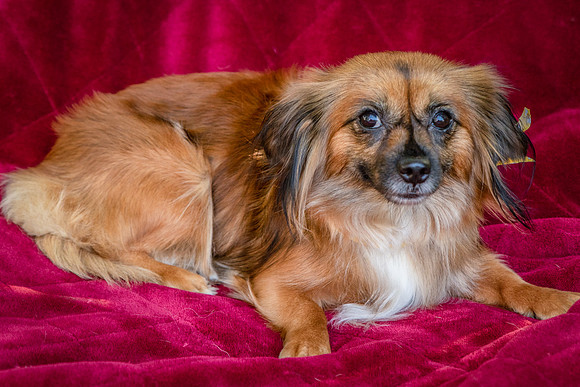 Foster Petunia-9377