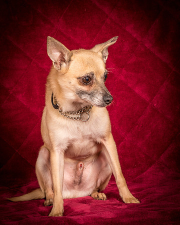 Foster Kiwi-8289