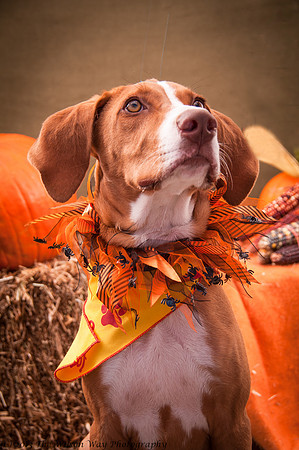 Foster Dixie-7210