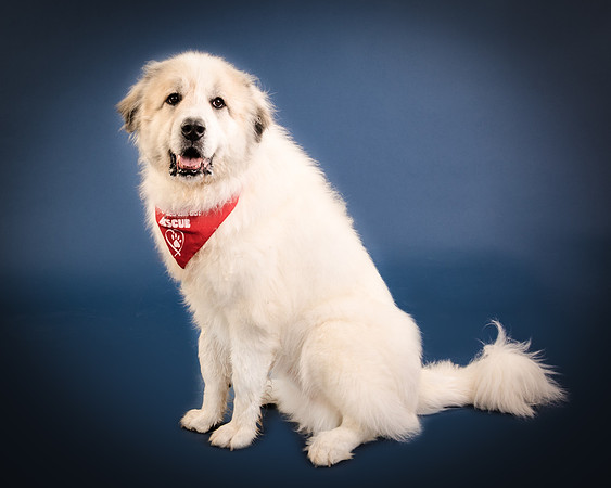 Foster Thor-3848