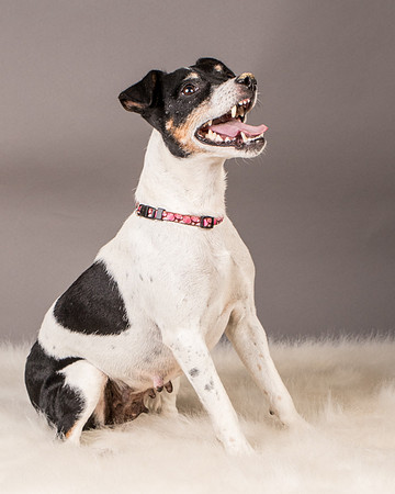 Foster Pollyanna-3897