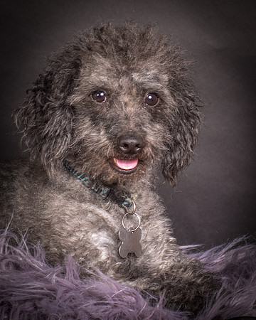 Foster Mokey-1379