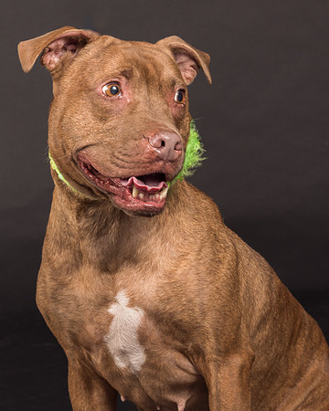 Foster Coco-2028