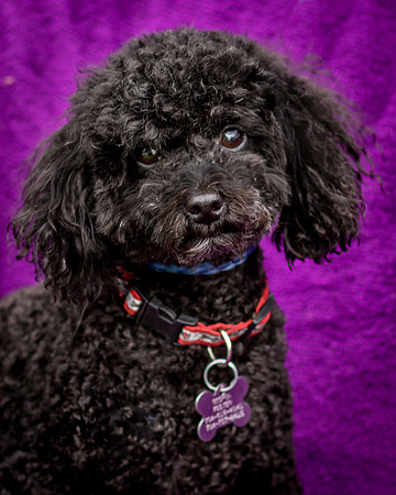 Foster Mindy-7341