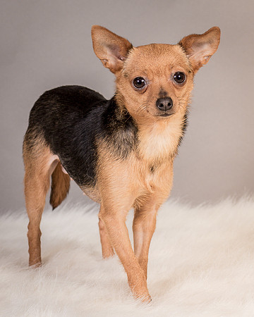 Foster Pixie-3474