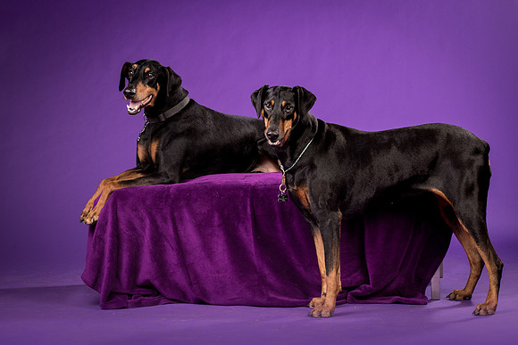 Ursa and Krecher-2931