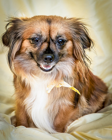 Foster Petunia-9313