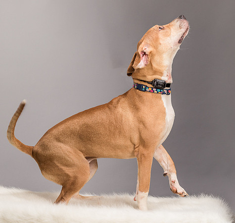 Foster Troy-6308