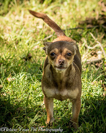 Foster Tango-6526