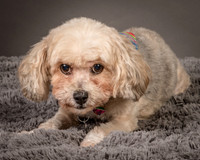 Foster Kya-8367