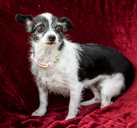Foster Olive-7658