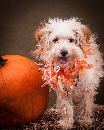 Foster Frisco-7303