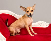 Foster Crouton-3756