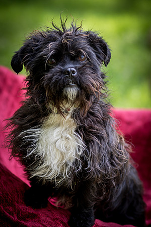 Foster Lady Elaine-8554