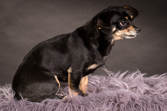 Foster Pansy-9405