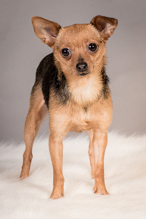 Foster Pixie-3463