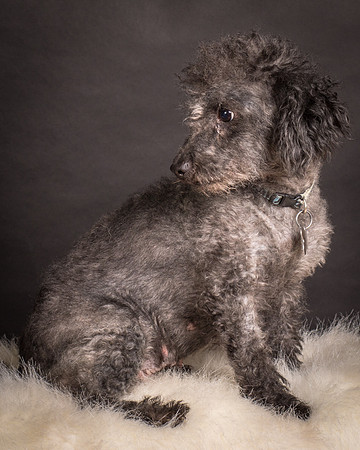 Foster Mokey-1728