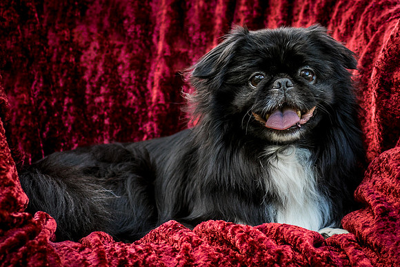 Foster Prince-0879