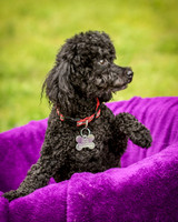 Foster Mindy-7352