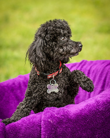 Foster Mindy-7352