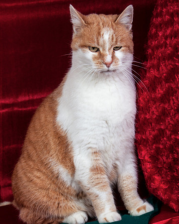 Sam-9261