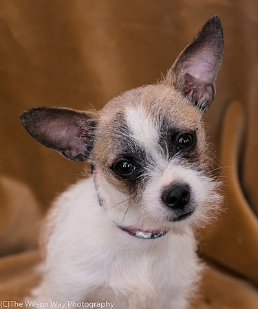 Foster Gordie-9465