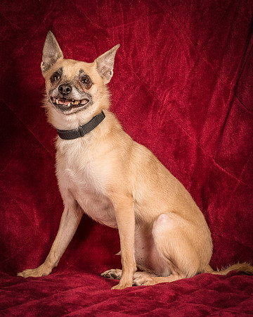 Foster Kiwi-8388