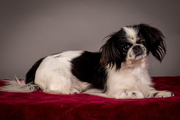 Foster Gypsy Rose-7802