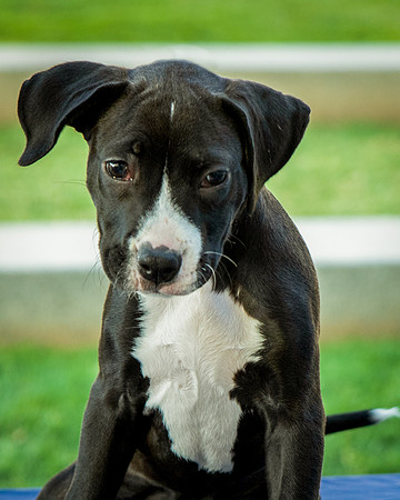 Foster Lola-9886